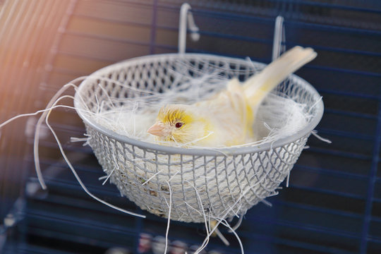 canari domestique en cage (Serinus canaria) couvant ses oeufs 