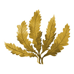 Brown Seaweed ,Kelp, Algae in the ocean watercolor hand painted element isolated on white background. Watercolor brown seaweed illustration design. With clipping path.