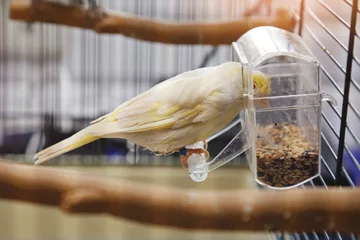 Fotobehang canari domestique en cage (Serinus canaria) mangeant graines © mariesacha