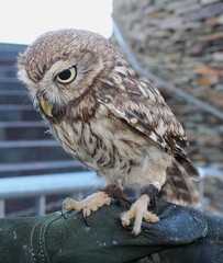 Little Owl