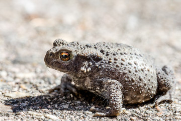 closeup of a grey toad