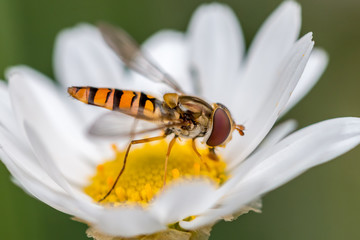 hoverfly on a daisy - Powered by Adobe