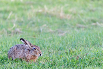 hare hiding in the grass