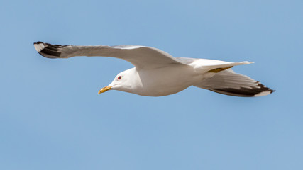 seagull flying in a blue sky
