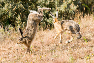 two hare jumping and fighting