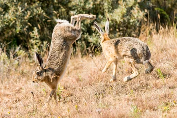 Fotobehang two hare jumping and fighting © Marc Goldman