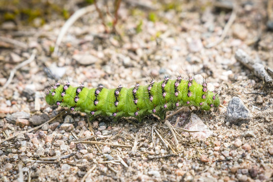 The Small Emperor Moth caterpillar in beautiful green color
