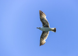 flying gull