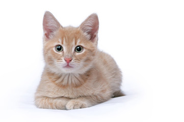 Ginger kitten isolated on a white background