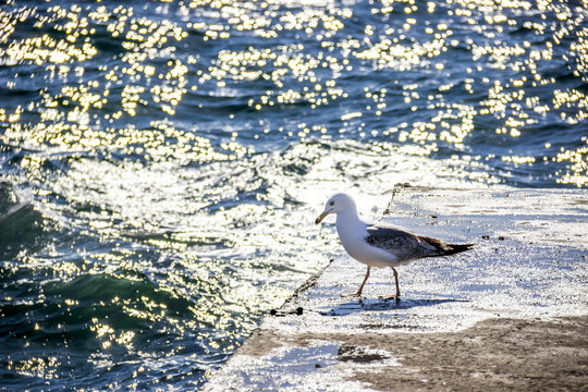 gull at the pier