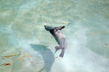 Seehund im Becken, auf dem Rücken schwimmend © Carmen Hauser