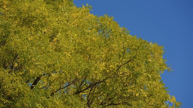 Tree Leaves Rustle in the Wind Against a Blue Sky