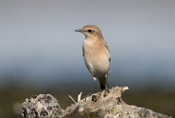The isabelline wheatear (Oenanthe isabellina) on the sea shore.