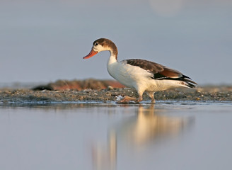 Young shelduck feeding on the water.
