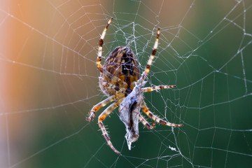 spinne beim fressen