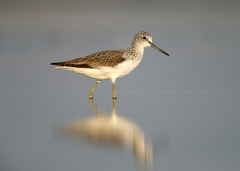 The common greenshank (Tringa nebularia) with water reflection in soft morning light