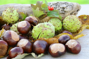 marrons d'inde et feuilles d'automne,fruit de saison