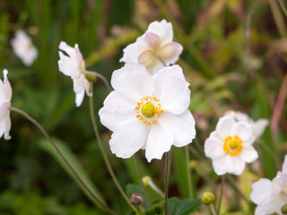 Obraz na płótnie Canvas close up of white english rose growing in garden petals