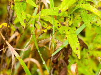 a flying daddy long legs fly resting up close summer