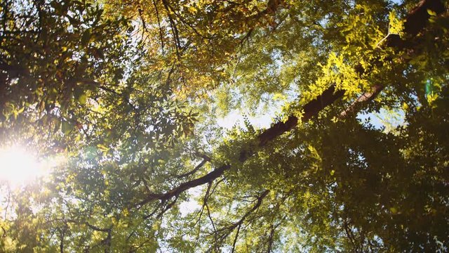 Tree Leaves Rustle in the Wind Against a Blue Sky