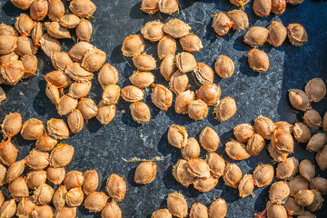 A lot of dry apricot bones kernel