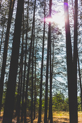 Sunset in the pine forest