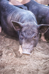 Fototapeta premium Black Vietnamese pigs on the farm