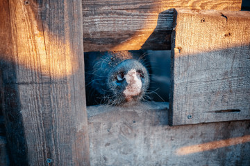 Nose of a domestic black pig between the fence boards.