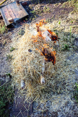 Burning pig hair off with dry straw before the butchering.