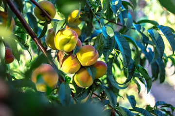 Beautiful ripe peaches on a tree