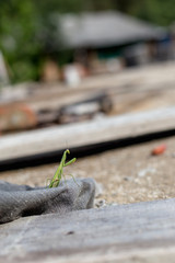 European Mantis or Praying Mantis, Mantis religiosa