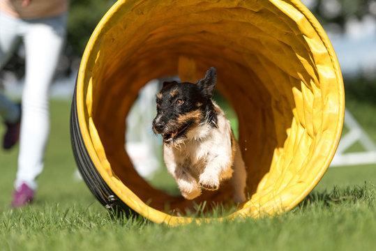 Hund rennt durch einen Agility Tunnel - Jack Russell Terrier