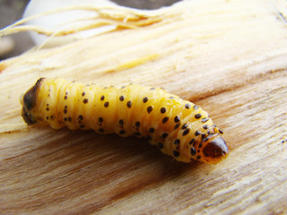 bark beetle