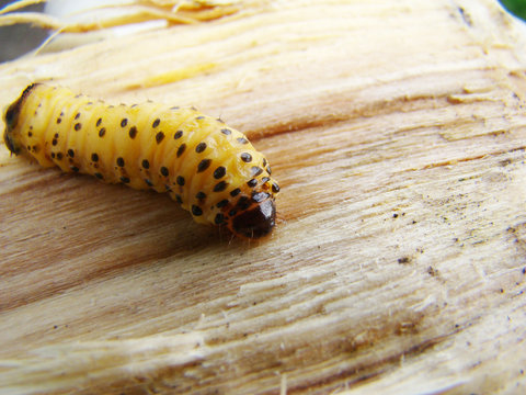 bark beetle