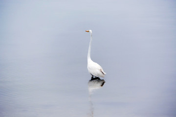 Fototapeta na wymiar Great White Egret Searches the Bay for Fish Early on a Summer Morning