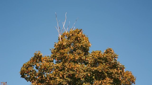 Tree Leaves Rustle in the Wind Against a Blue Sky
