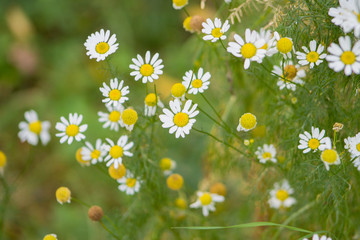 Camomiles close-up. Flower with white petals and green background