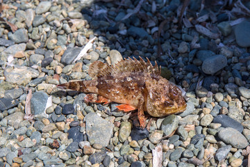 Sea fish on the sea coast