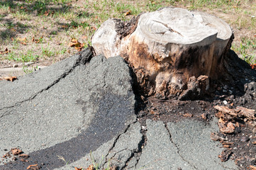 Stump of a big tree cut down because of asphalt damage
