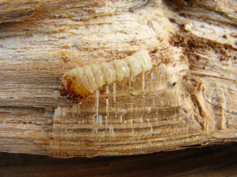 bark beetle