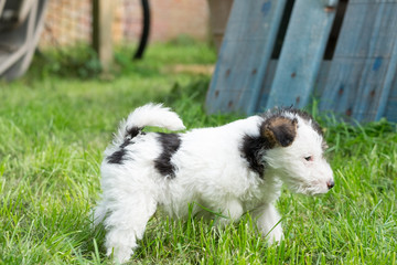 Fox terrier puppy in the grass