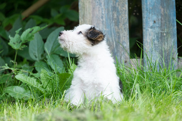 Fox terrier puppy in the grass