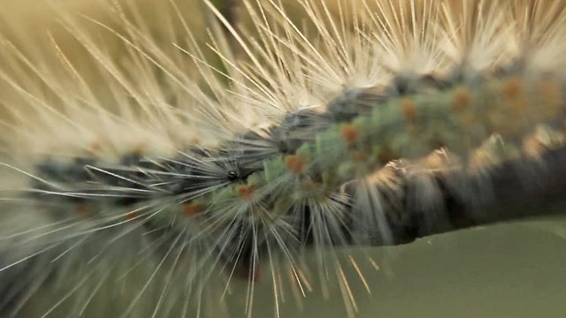 Butterfly Caterpillars Feeding on Stinging Nettle