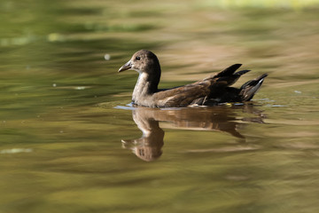 Common Moorhen, Moorhen - young bird, nestling 