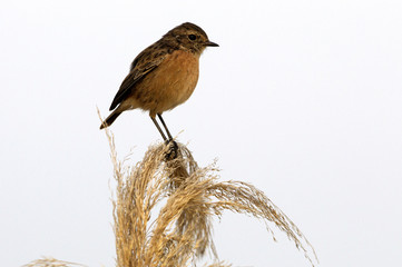 Common stonechat. Saxicola rubicola