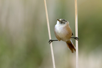 Bearded reedling. Panurus biarmicus