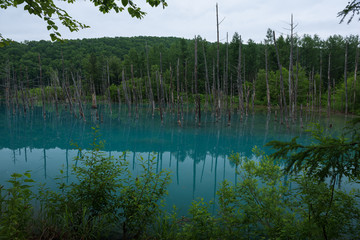 Reflections in the clear blue water of Shirogane Blue Pond, Biei, Hokkaido, Japan