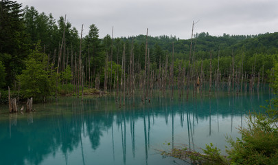Reflections in the clear blue water of Shirogane Blue Pond, Biei, Hokkaido, Japan