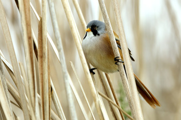 Bearded reedling. Panurus biarmicus