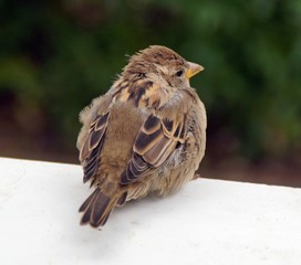 Haussperling (Passer domesticus) 
